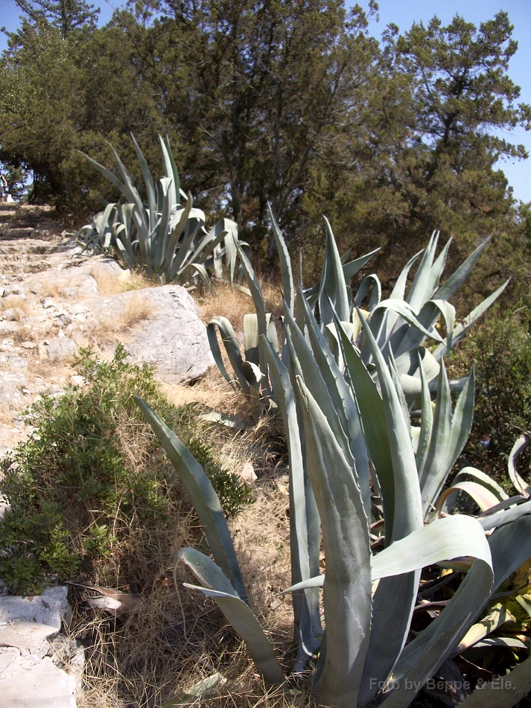 035 Mljet