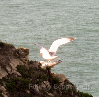 1524 Etretat