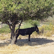 Terza parte - Alonissos 2